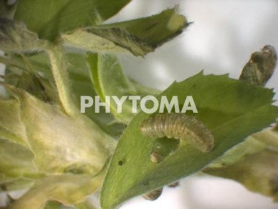 Hypera postica